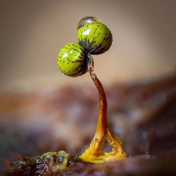 Goblin's Goo