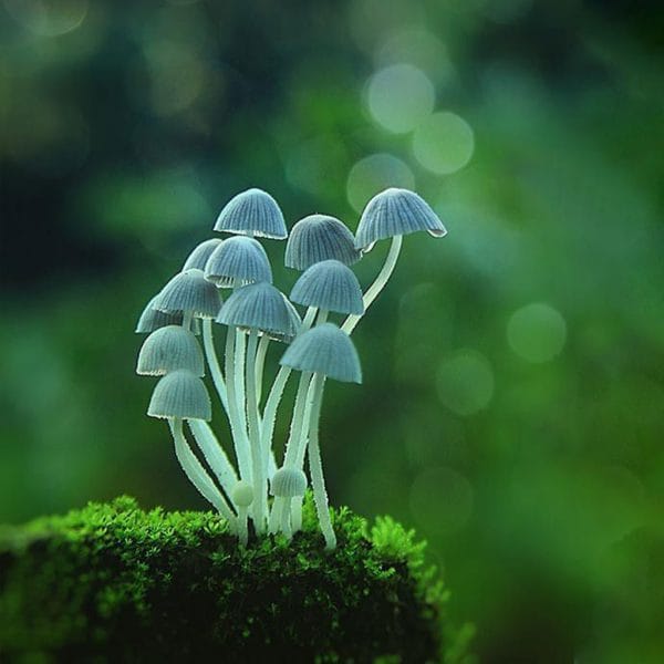 Whispering Whisps